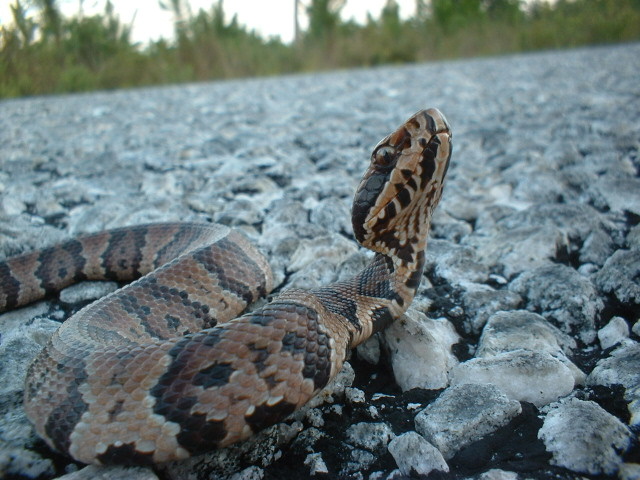 baby cottonmouth4.JPG [142 Kb]